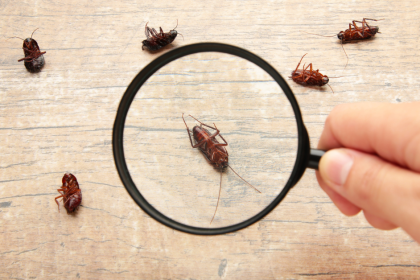 The Role of Professional Pest Control Service in Commerce