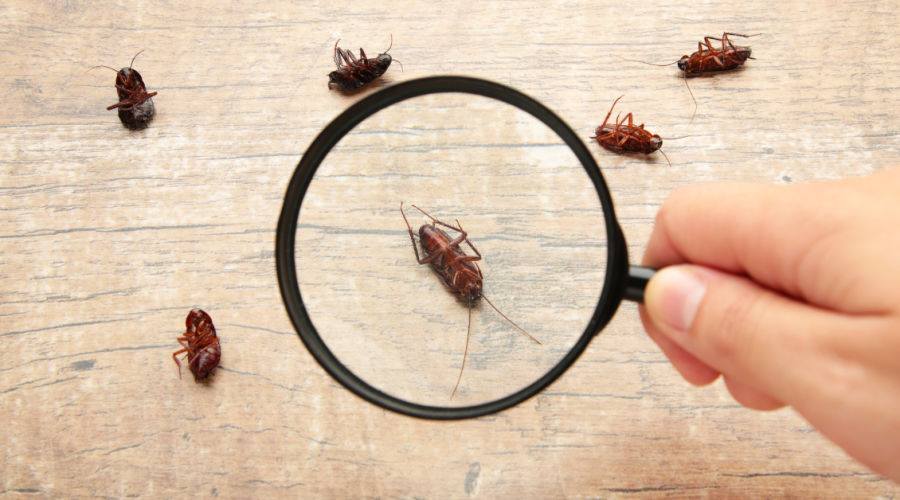 The Role of Professional Pest Control Service in Commerce