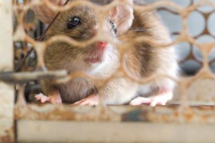 Rat Prevention Essentials: Pest Control Wisdom