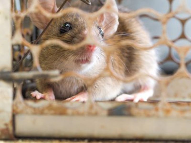 Rat Prevention Essentials: Pest Control Wisdom