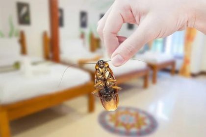 Reliable Cockroach Pest Control Solutions Sydney