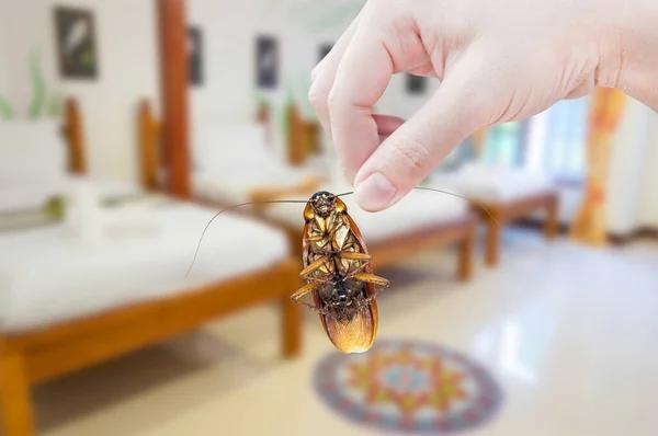 Reliable Cockroach Pest Control Solutions Sydney